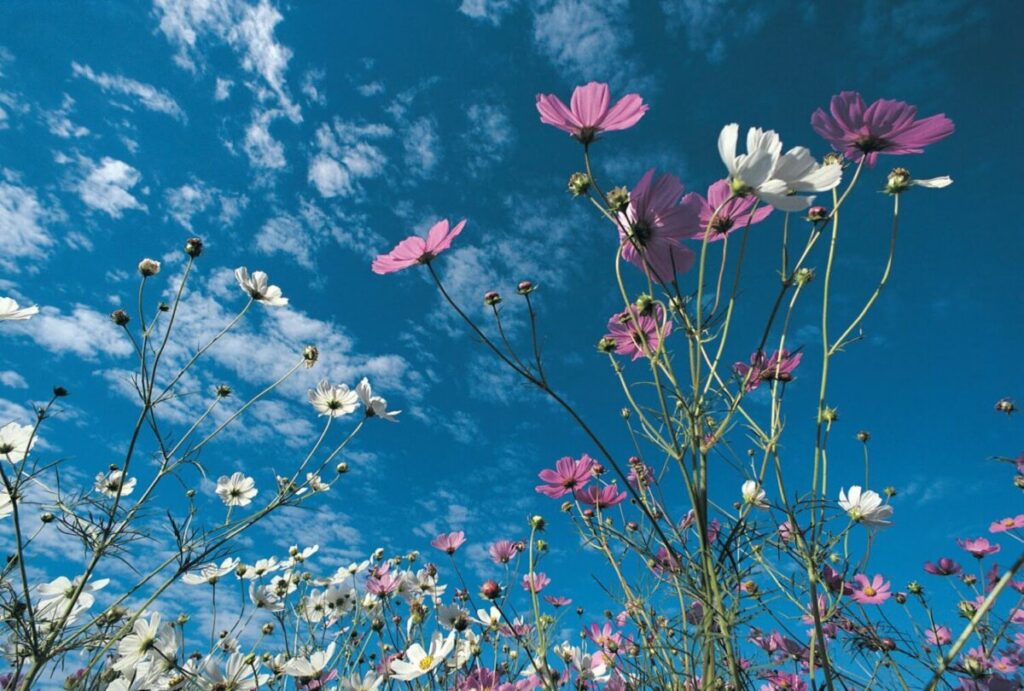 Αχαΐα: Άνοιξη με άνοδο του υδράργυρου