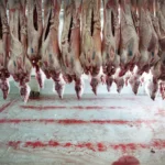 ΑΠΟΚΛΕΙΣΤΙΚΟ-Αχαΐα: Παρανομίες σε Σφαγεία εν όψει Πάσχα - Παραποιημένα χαρτιά λόγω ευλογιάς - Ενημερώθηκαν ΕΛΑΣ και ΑΑΔΕ