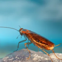 Κατσαρίδες στο σιφόνι; Το φυσικό κόλπο των 2 υλικών που τις εξαφανίζει οριστικά