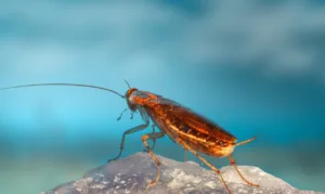 Κατσαρίδες στο σιφόνι; Το φυσικό κόλπο των 2 υλικών που τις εξαφανίζει οριστικά