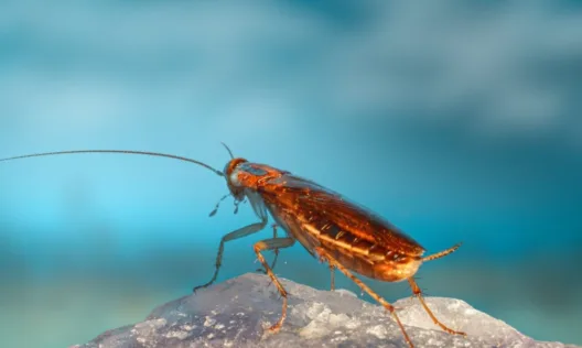 Κατσαρίδες στο σιφόνι; Το φυσικό κόλπο των 2 υλικών που τις εξαφανίζει οριστικά