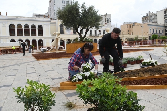 Μεγάλη ελιά στο κέντρο της Πάτρας για την Πρωτομαγιά ΦΩΤΟ