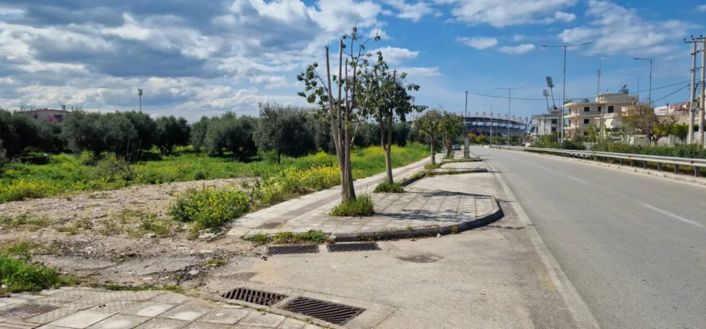 Πάτρα: «Αγριο κλάδεμα» δέντρων σε πολλά σημεία της πόλης, εγείρουν ερωτήματα ΦΩΤΟ