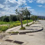 Πάτρα: «Αγριο κλάδεμα» δέντρων σε πολλά σημεία της πόλης, εγείρουν ερωτήματα ΦΩΤΟ