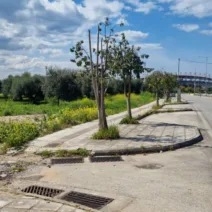 Πάτρα: «Αγριο κλάδεμα» δέντρων σε πολλά σημεία της πόλης, εγείρουν ερωτήματα ΦΩΤΟ