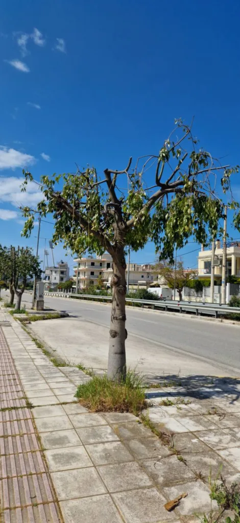 Πάτρα: «Αγριο κλάδεμα» δέντρων σε πολλά σημεία της πόλης, εγείρουν ερωτήματα ΦΩΤΟ