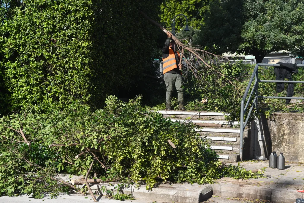 Πάτρα: Μικρές «ζούγκλες» το πάρκινγκ Αγίου Διονυσίου και η πλατεία Δροσοπούλου ΦΩΤΟ