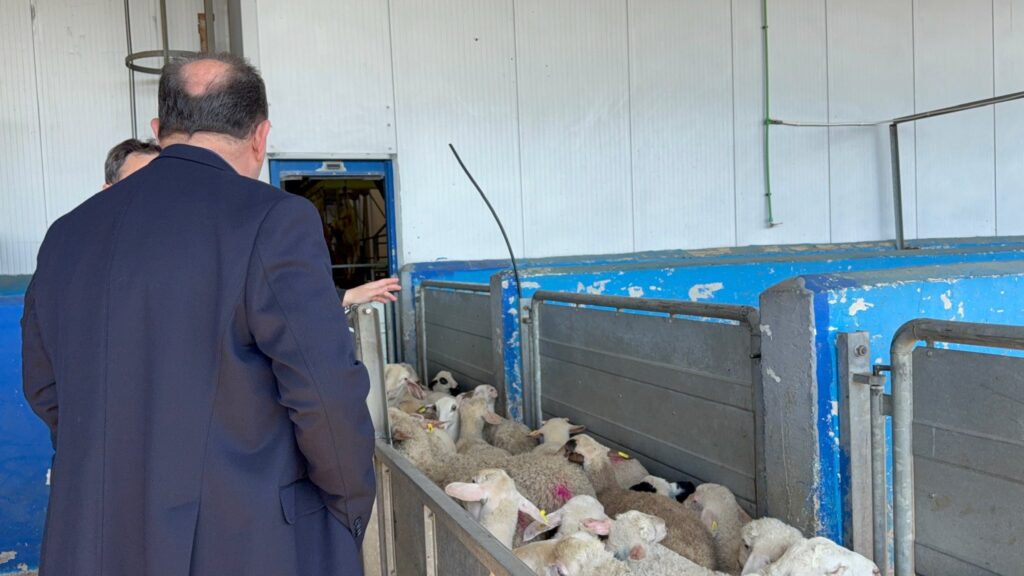 Αχαΐα: Αυστηρά μέτρα στα Σφαγεία και επάρκεια στη Αγορά Κρέατος ΦΩΤΟ