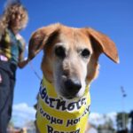 Πάτρα: Προσκλητήριο του δήμου να υιοθετήσουμε αδέσποτα...ως φίλους ζωής  ΦΩΤΟ