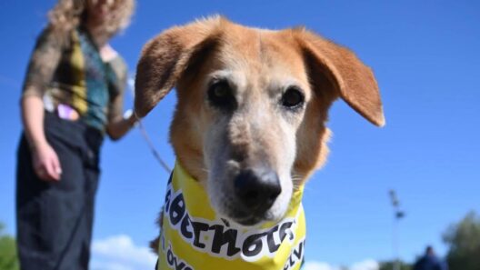 Πάτρα: Προσκλητήριο του δήμου να υιοθετήσουμε αδέσποτα...ως φίλους ζωής ΦΩΤΟ