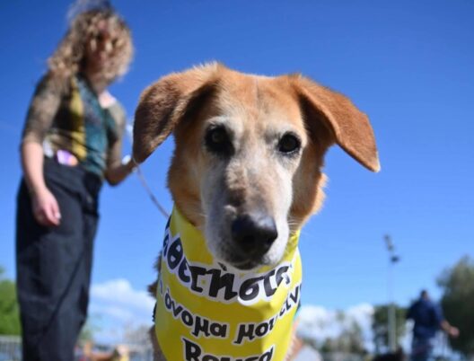 Πάτρα: Προσκλητήριο του δήμου να υιοθετήσουμε αδέσποτα...ως φίλους ζωής ΦΩΤΟ