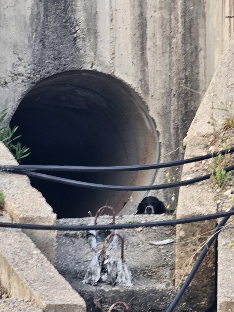 Αχαΐα: Εστησαν επιχείρηση γα να σώσουν κουτάβι στην Εθνική ΦΩΤΟ