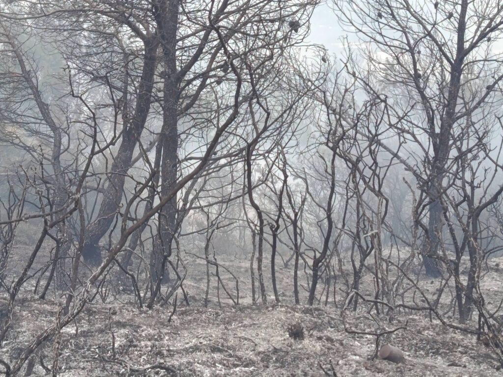 Aχαΐα: Η Πυροσβεστική για την πυρκαγιά στην Ακράτα και τον συλληφθέντα - ΝΕΕΣ ΦΩΤΟ