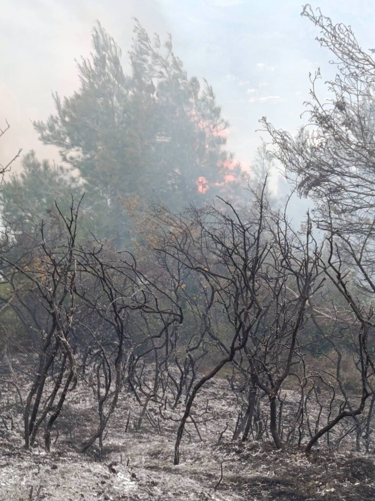 Aχαΐα: Η Πυροσβεστική για την πυρκαγιά στην Ακράτα και τον συλληφθέντα - ΝΕΕΣ ΦΩΤΟ