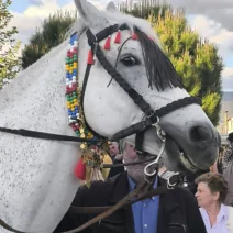 Πάτρα: Αλογο προσκύνησε την εικόνα του Αγίου Γεωργίου ΦΩΤΟ