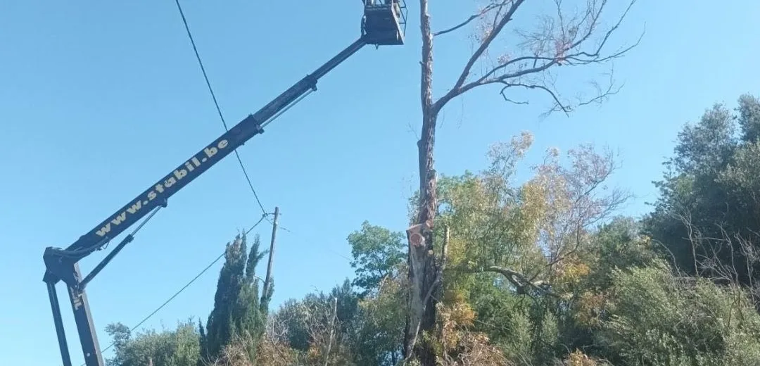 Δυτική Αχαΐα: Εκτακτα μέτρα για επικίνδυνα δέντρα εν όψει πυρκαγιών ΦΩΤΟ