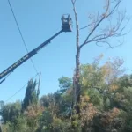 Δυτική Αχαΐα: Εκτακτα μέτρα για επικίνδυνα δέντρα εν όψει πυρκαγιών ΦΩΤΟ