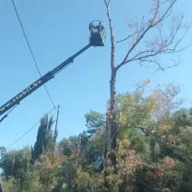 Δυτική Αχαΐα: Εκτακτα μέτρα για επικίνδυνα δέντρα εν όψει πυρκαγιών ΦΩΤΟ