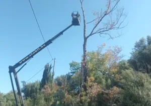 Δυτική Αχαΐα: Εκτακτα μέτρα για επικίνδυνα δέντρα εν όψει πυρκαγιών ΦΩΤΟ