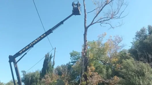 Δυτική Αχαΐα: Εκτακτα μέτρα για επικίνδυνα δέντρα εν όψει πυρκαγιών ΦΩΤΟ