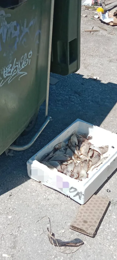 Πάτρα: Τραγική η κατάσταση με τα σκουπίδια - Παντού βρωμιά και ασυνειδησία ΦΩΤΟ 33 Πάτρα: Τραγική η κατάσταση με τα σκουπίδια - Παντού βρωμιά και ασυνειδησία ΦΩΤΟ