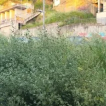 Πάτρα: Μια «ζούγκλα» στην οδό Κανακάρη έρμαιο κλοπών ΦΩΤΟ