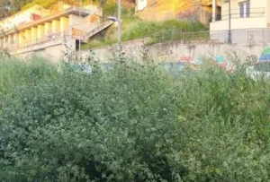 Πάτρα: Μια «ζούγκλα» στην οδό Κανακάρη έρμαιο κλοπών ΦΩΤΟ