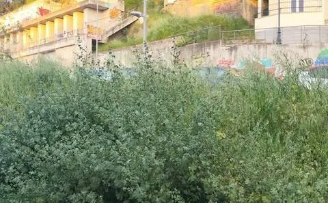 Πάτρα: Μια «ζούγκλα» στην οδό Κανακάρη έρμαιο κλοπών ΦΩΤΟ