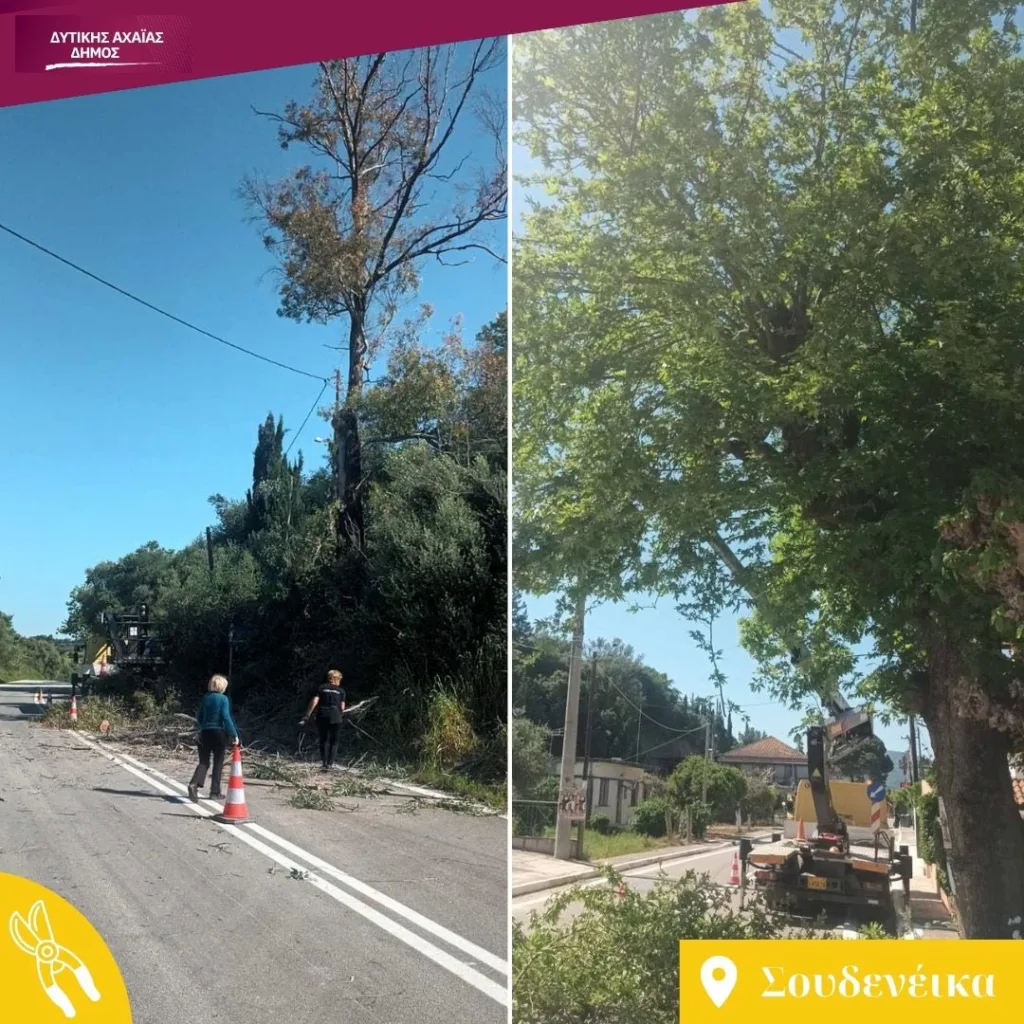 Δυτική Αχαΐα: Εκτακτα μέτρα για επικίνδυνα δέντρα εν όψει πυρκαγιών ΦΩΤΟ