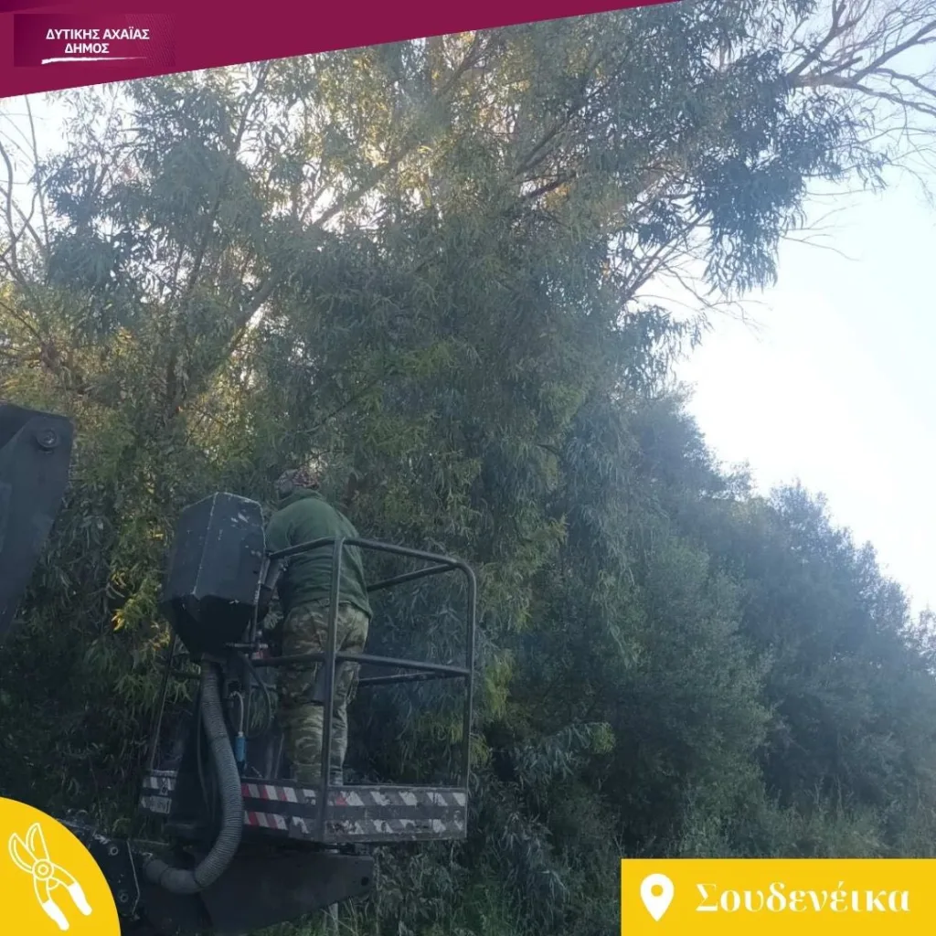 Δυτική Αχαΐα: Εκτακτα μέτρα για επικίνδυνα δέντρα εν όψει πυρκαγιών ΦΩΤΟ