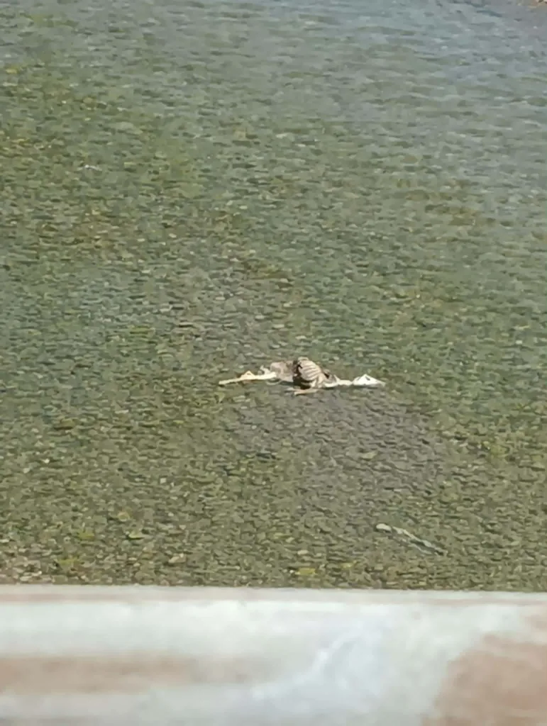 Αχαΐα: Νεκρά ζώα σε ποταμό - Κίνδυνοι για την Δημόσια Υγεία ΦΩΤΟ