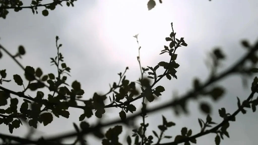 Αχαΐα: Υποχωρούν, θερμοκρασία, σκόνη και βοριάδες