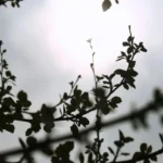 Αχαΐα: Υποχωρούν, θερμοκρασία, σκόνη και βοριάδες