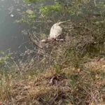 Αχαΐα: Νεκρά ζώα σε ποταμό - Κίνδυνοι για την Δημόσια Υγεία ΦΩΤΟ