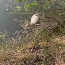Αχαΐα: Νεκρά ζώα σε ποταμό - Κίνδυνοι για την Δημόσια Υγεία ΦΩΤΟ
