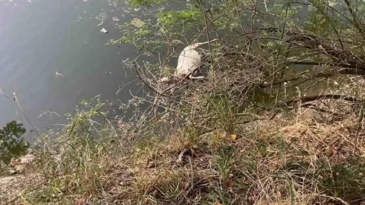 Αχαΐα: Νεκρά ζώα σε ποταμό - Κίνδυνοι για την Δημόσια Υγεία ΦΩΤΟ