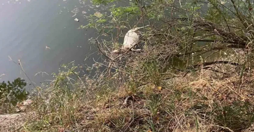 Αχαΐα: Νεκρά ζώα σε ποταμό - Κίνδυνοι για την Δημόσια Υγεία ΦΩΤΟ