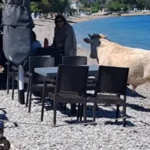 Αχαΐα: Αγελάδα...πήγε παραλία αφήνοντας άφωνους τους θαμώνες ΒΙΝΤΕΟ