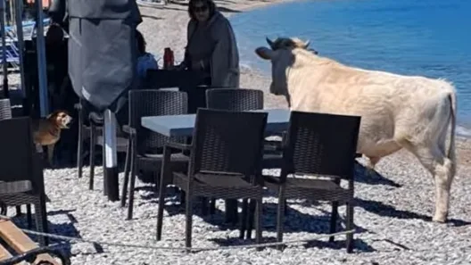 Αχαΐα: Αγελάδα...πήγε παραλία αφήνοντας άφωνους τους θαμώνες ΒΙΝΤΕΟ