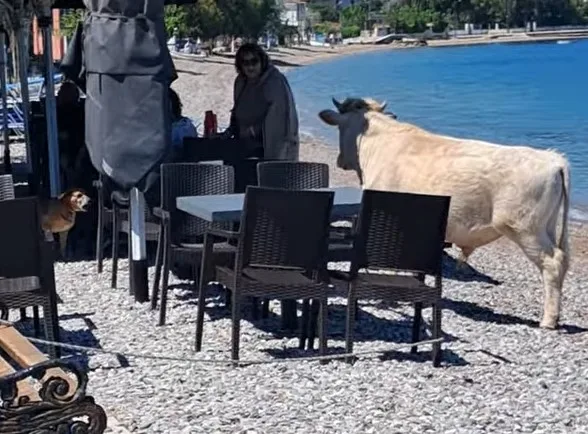 Αχαΐα: Αγελάδα...πήγε παραλία αφήνοντας άφωνους τους θαμώνες ΒΙΝΤΕΟ