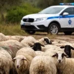 Πάτρα: Πιάστηκε για ζωοκλοπή μετά από αστυνομικό έλεγχο