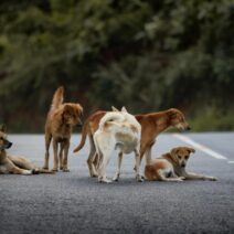 Αχαΐα: Από Πάτρα πάνε και παρατάνε αδέσποτα στην Χαλανδρίτσα 17 Αχαΐα: Από Πάτρα πάνε και παρατάνε αδέσποτα στην Χαλανδρίτσα
