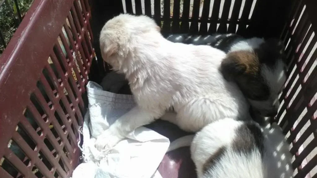 Δυτική Αχαΐα: Σύσκεψη για τα ζώα συντροφιάς - Καταγραφή και διαχείριση ΦΩΤΟ