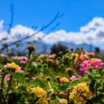 Αχαΐα: Ο καιρός θα βοηθήσει το σούβλισμα του αρνιού