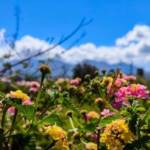 Αχαΐα: Ο καιρός θα βοηθήσει το σούβλισμα του αρνιού 17 Αχαΐα: Ο καιρός θα βοηθήσει το σούβλισμα του αρνιού