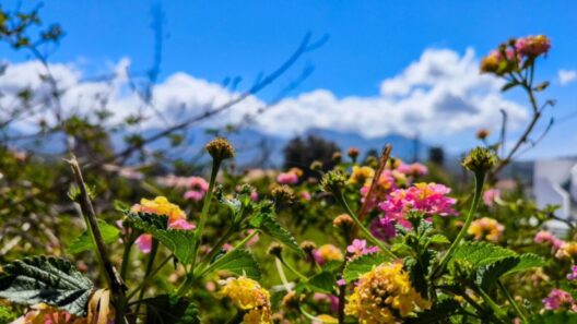 Αχαΐα: Ο καιρός θα βοηθήσει το σούβλισμα του αρνιού