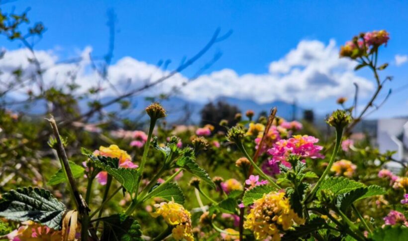 Αχαΐα: Ο καιρός θα βοηθήσει το σούβλισμα του αρνιού 24 Αχαΐα: Ο καιρός θα βοηθήσει το σούβλισμα του αρνιού