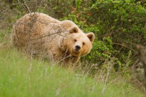 Πολωνία: Νεκρή 58χρονη από αρκούδα - Τι συνέβη