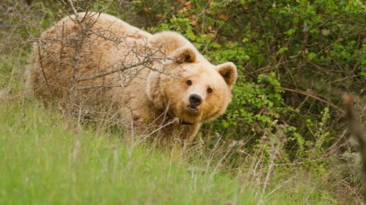 Πολωνία: Νεκρή 58χρονη από αρκούδα - Τι συνέβη