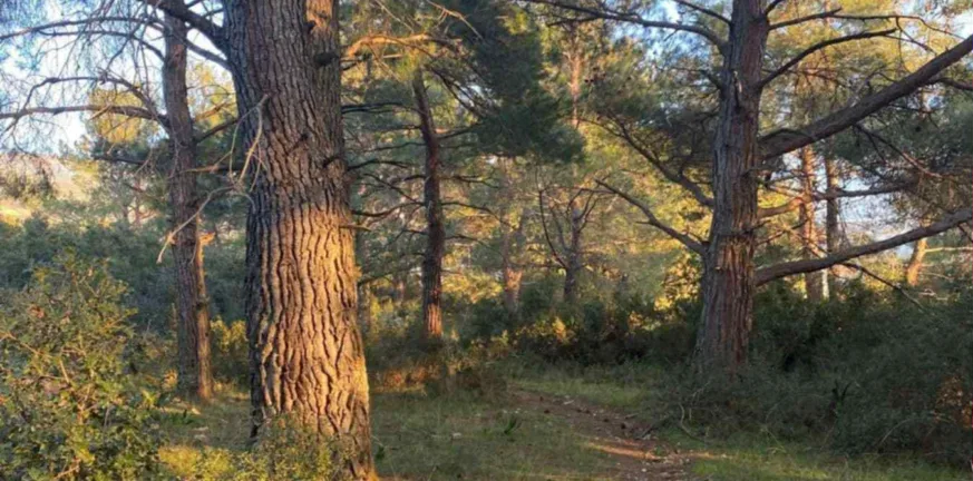 Ελεκίστρα Πατρών: Ζητούν από το Υπουργείο Αμυνας δασική έκταση για αξιοποίησή της ΦΩΤΟ